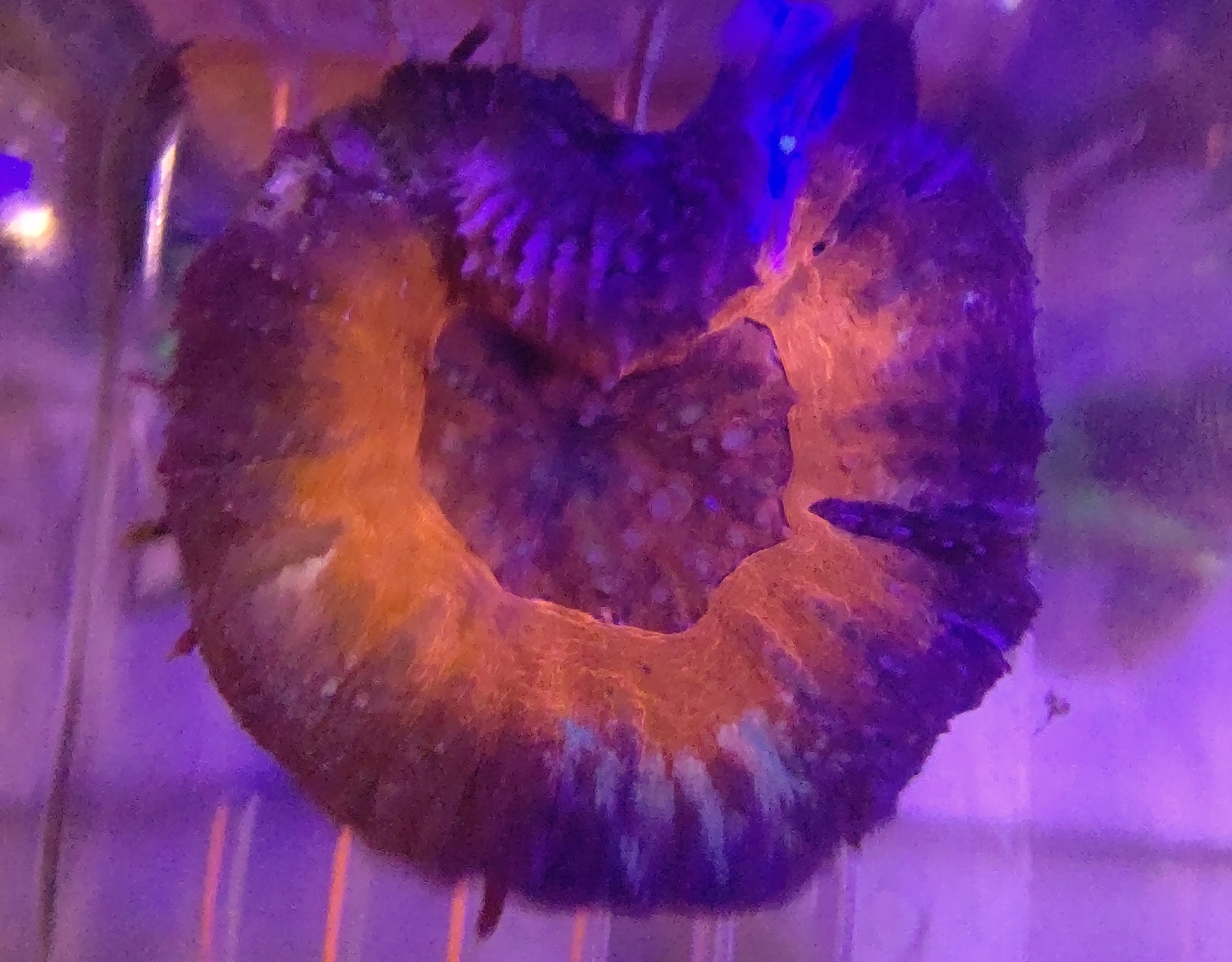 スコリミア_7_5e