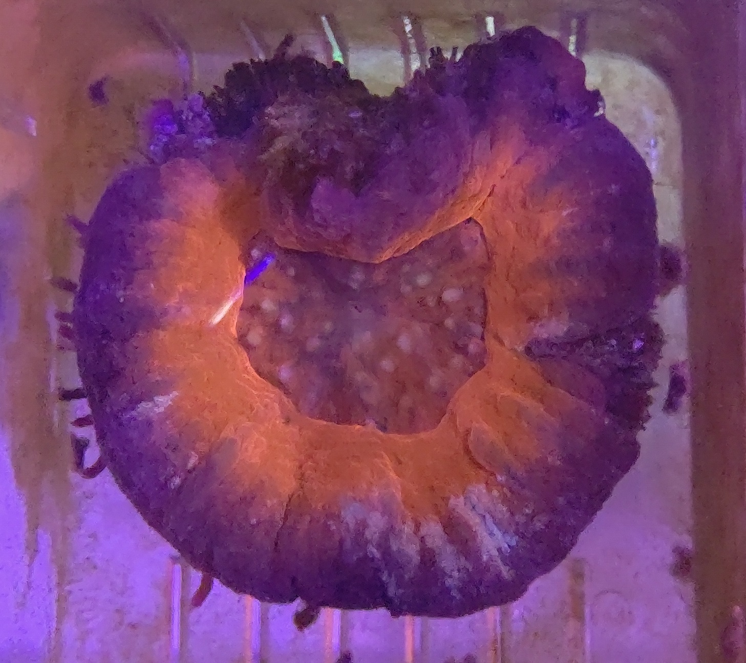 スコリミア_7_25e