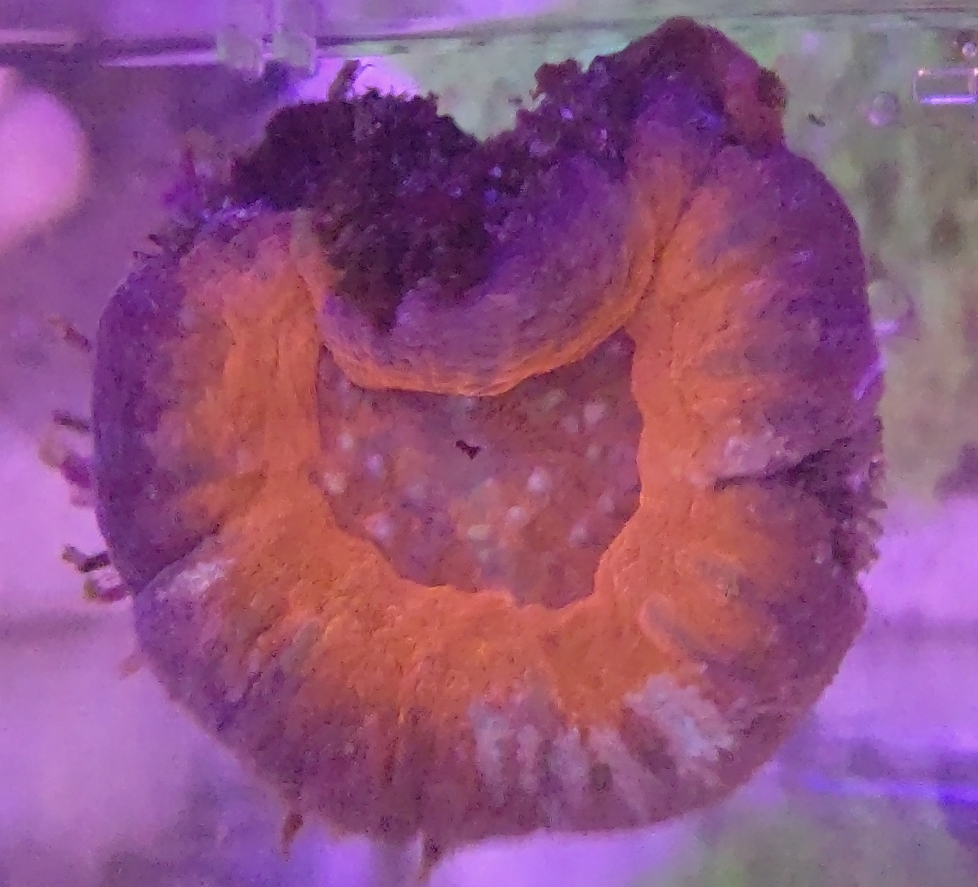 スコリミア_7_31e