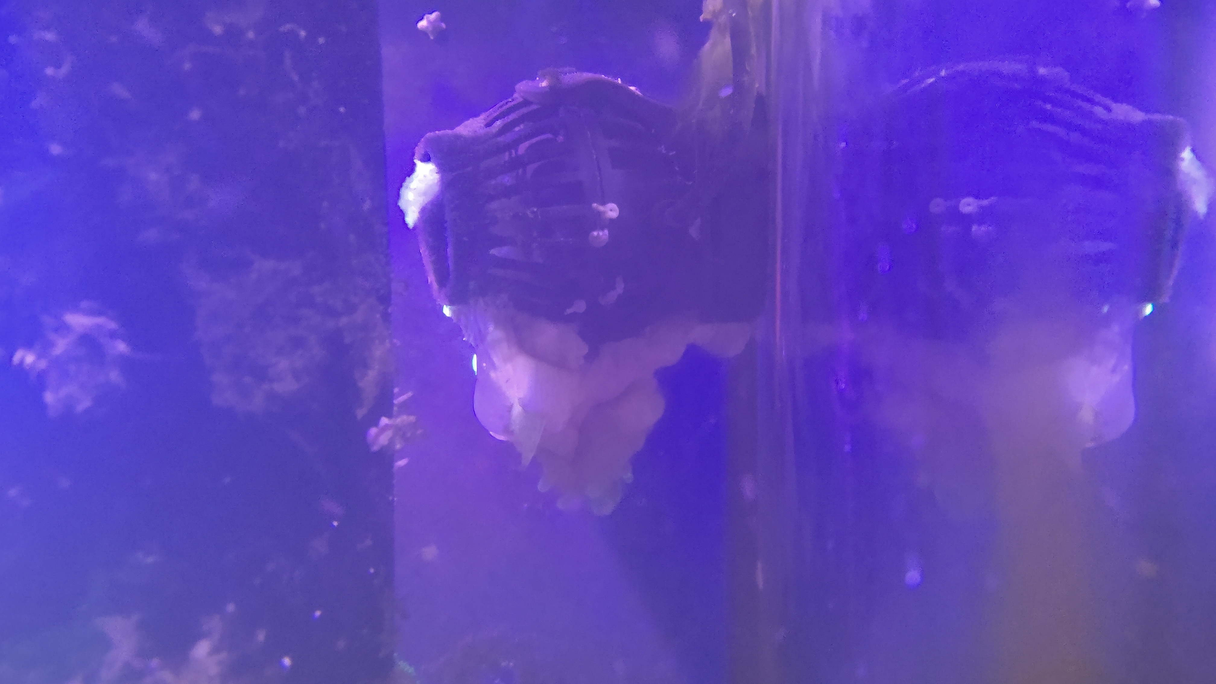 サンゴイソギン_☆