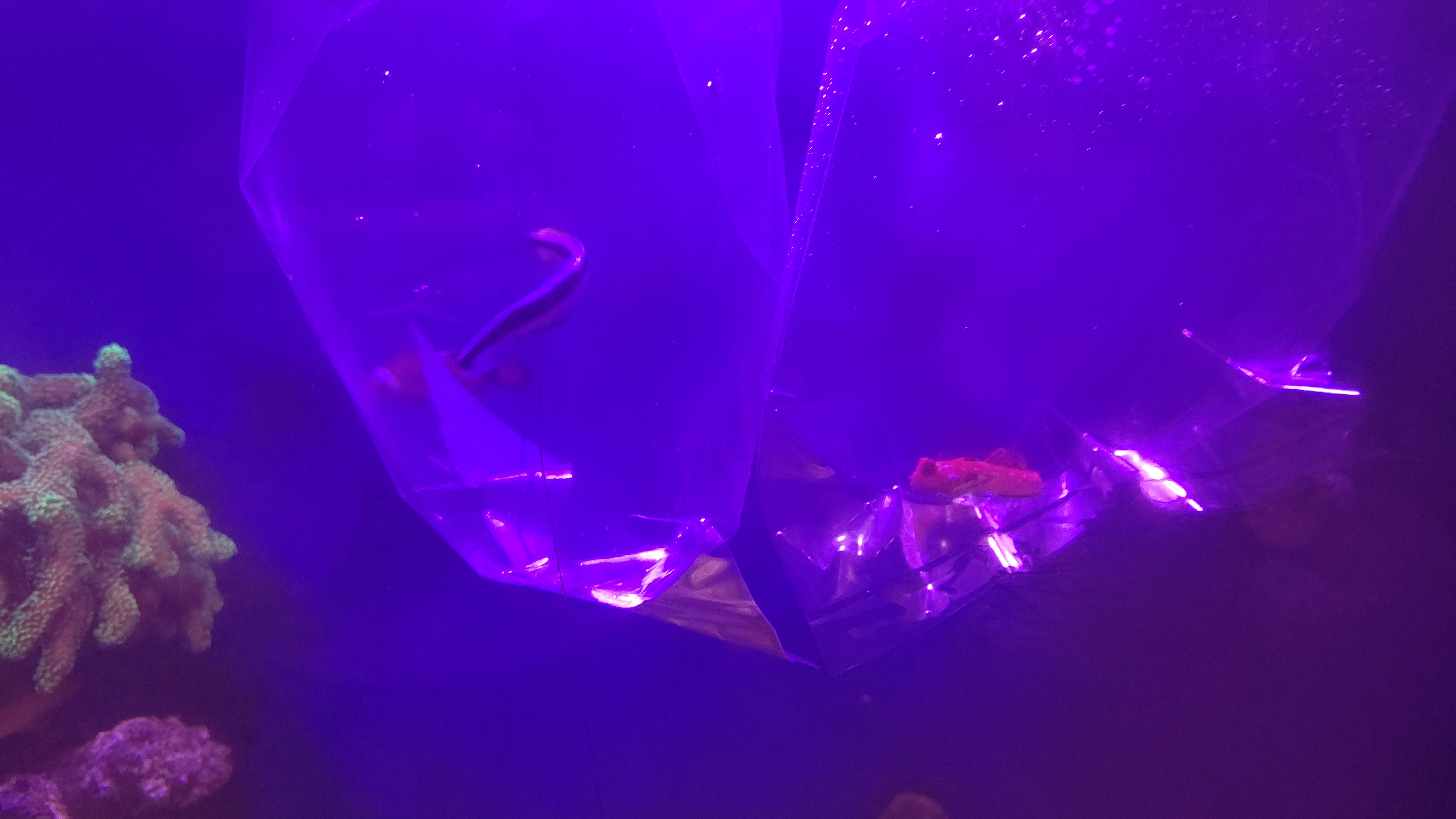 コンソメ_ルビードラゴネット_水合わせ