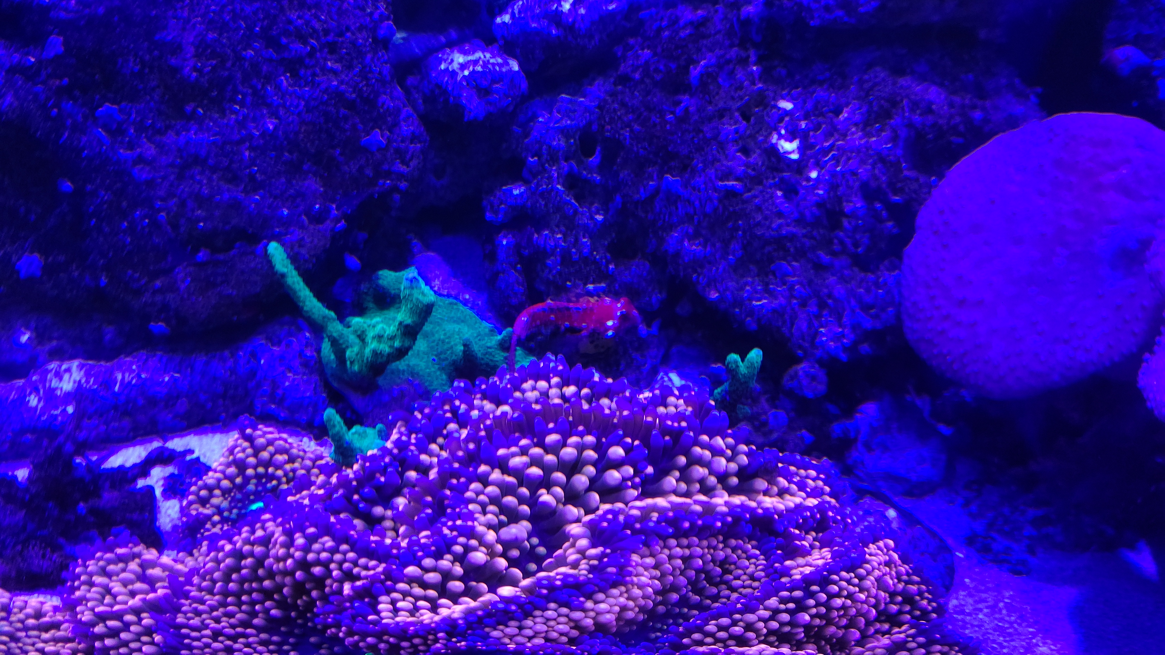 ルビードラゴネット_入水