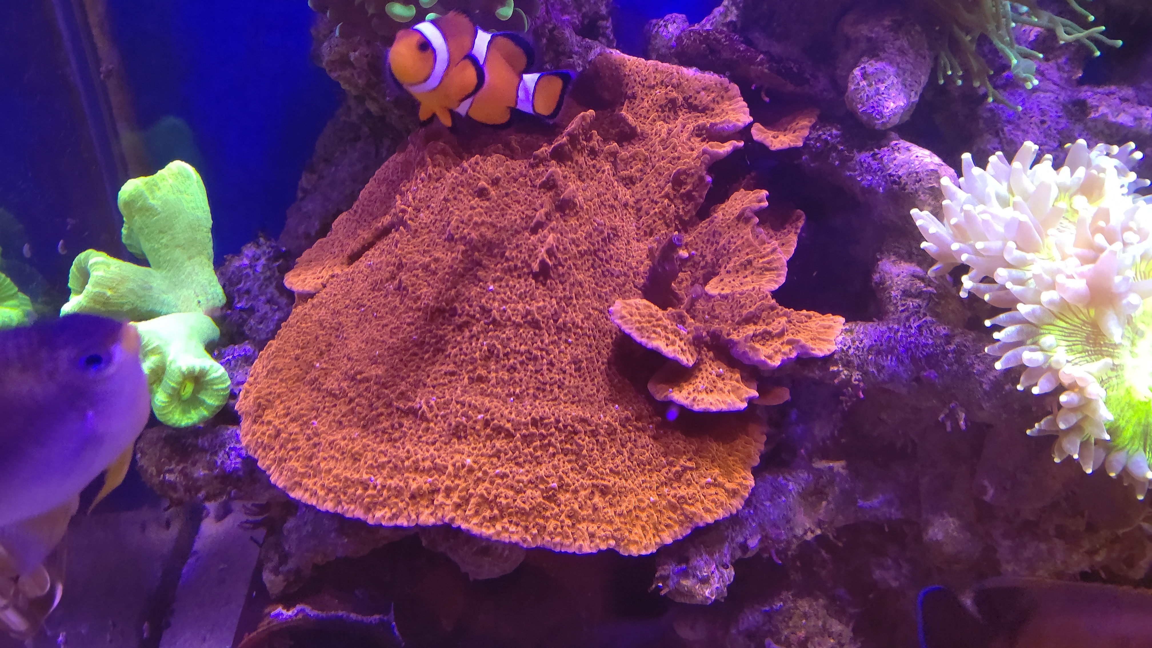 ウスコモンサンゴ_アップ