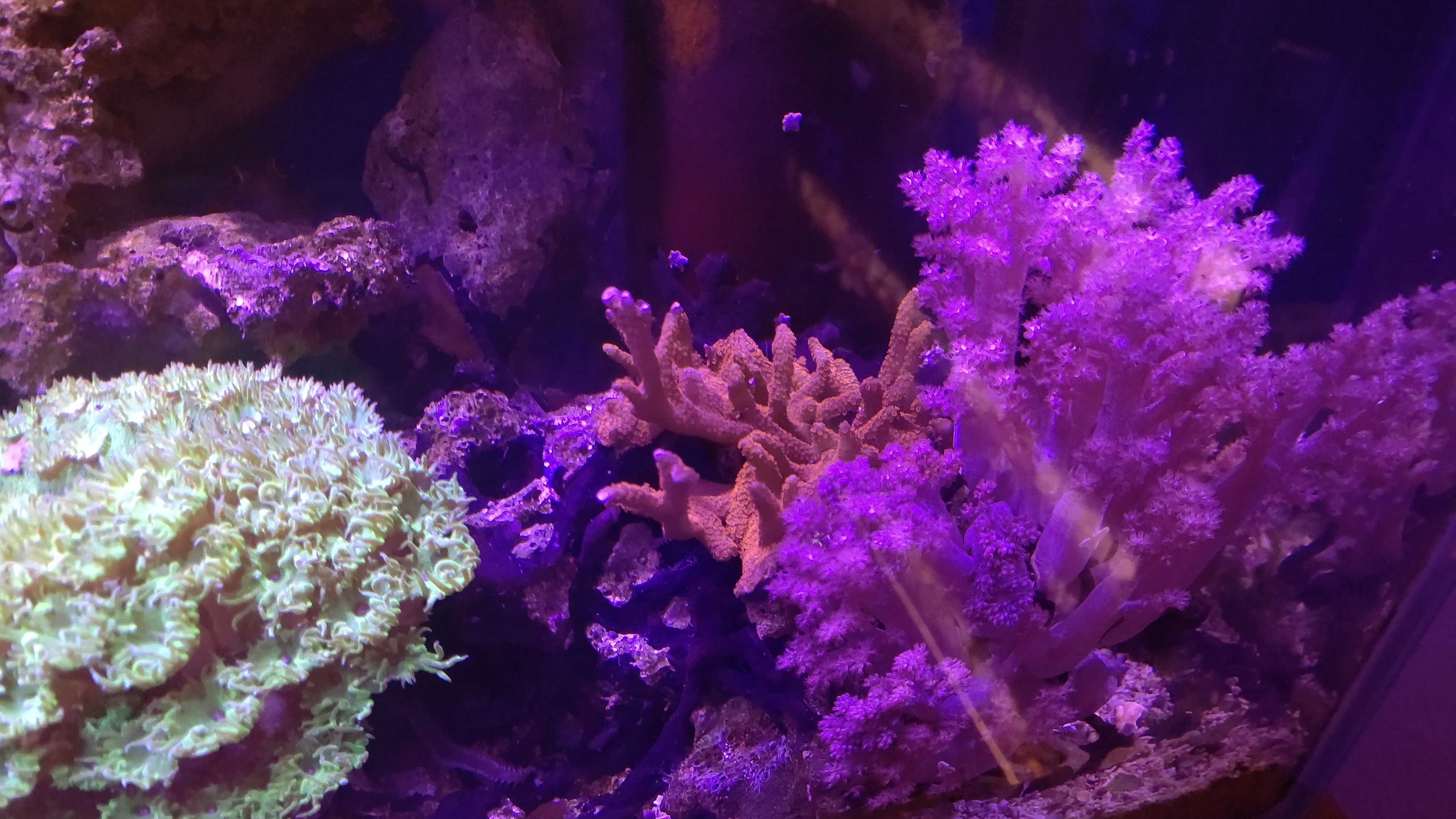 エダコモン_トサカ