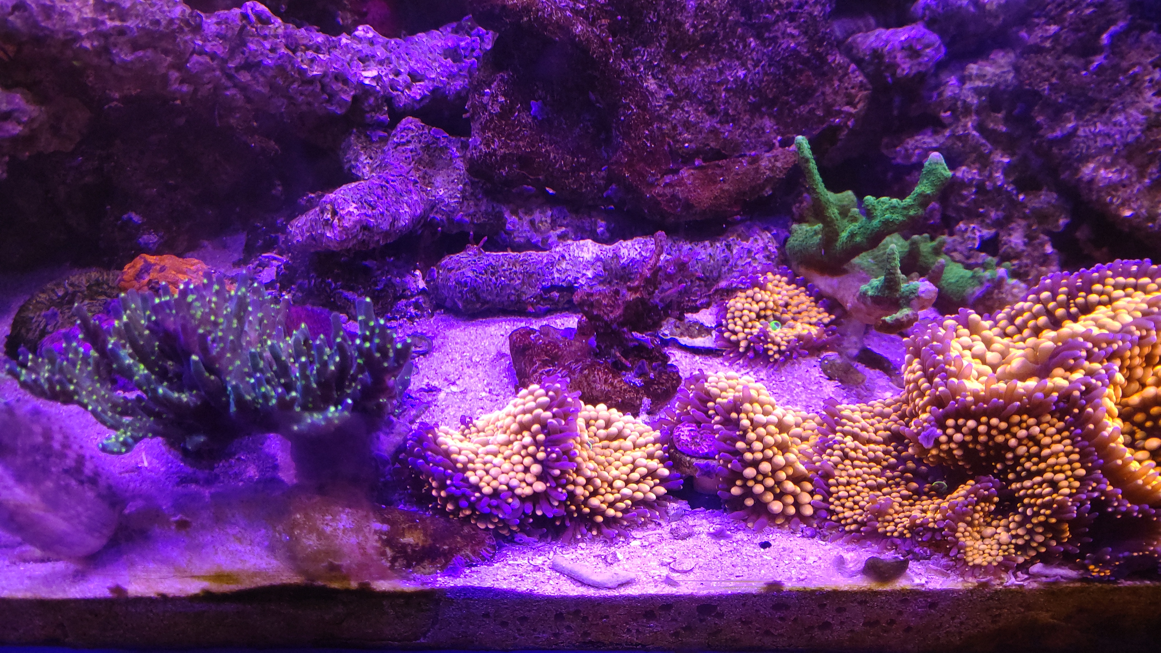 サンゴ群中央中