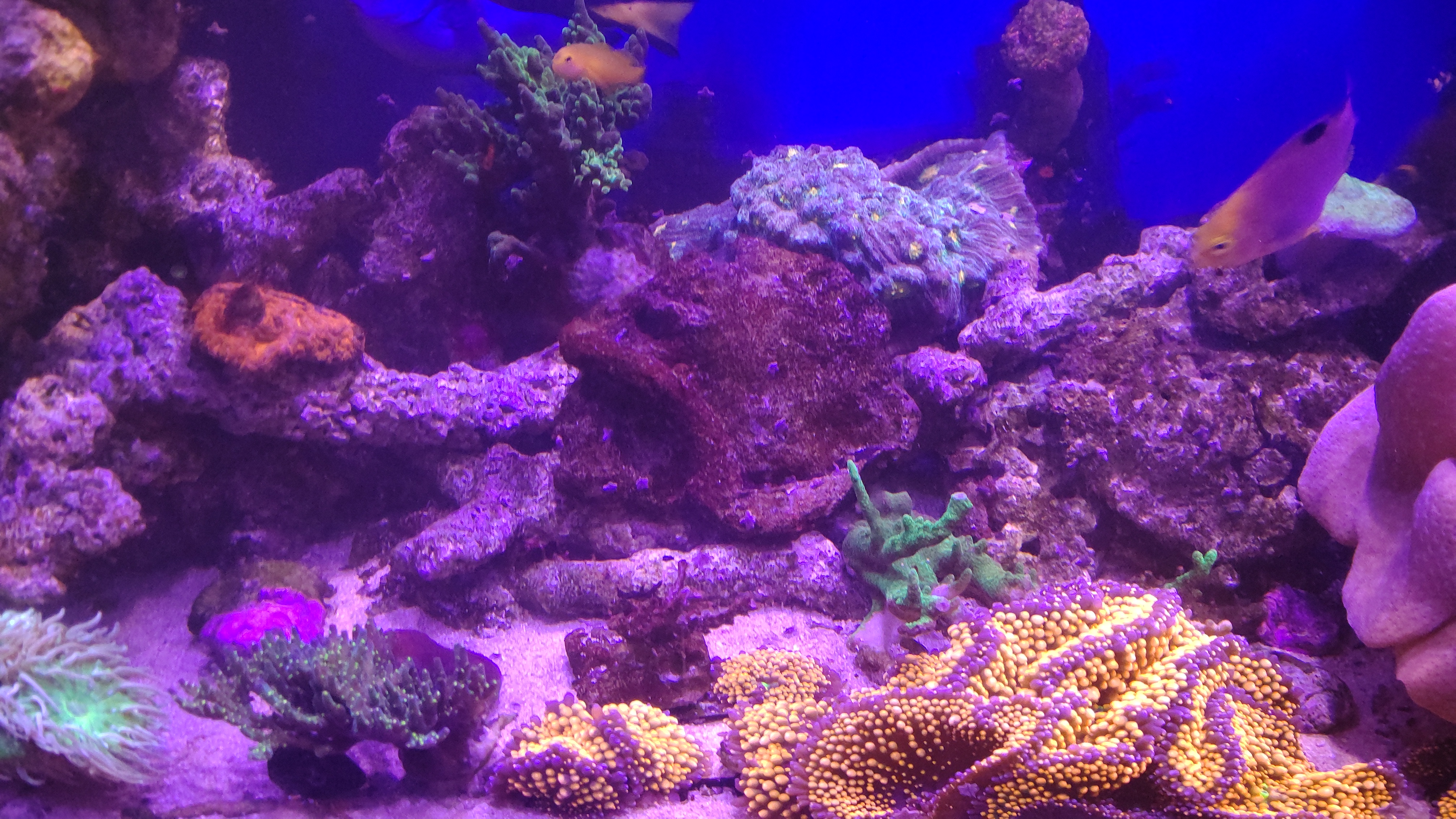 ゴチャゴチャサンゴ