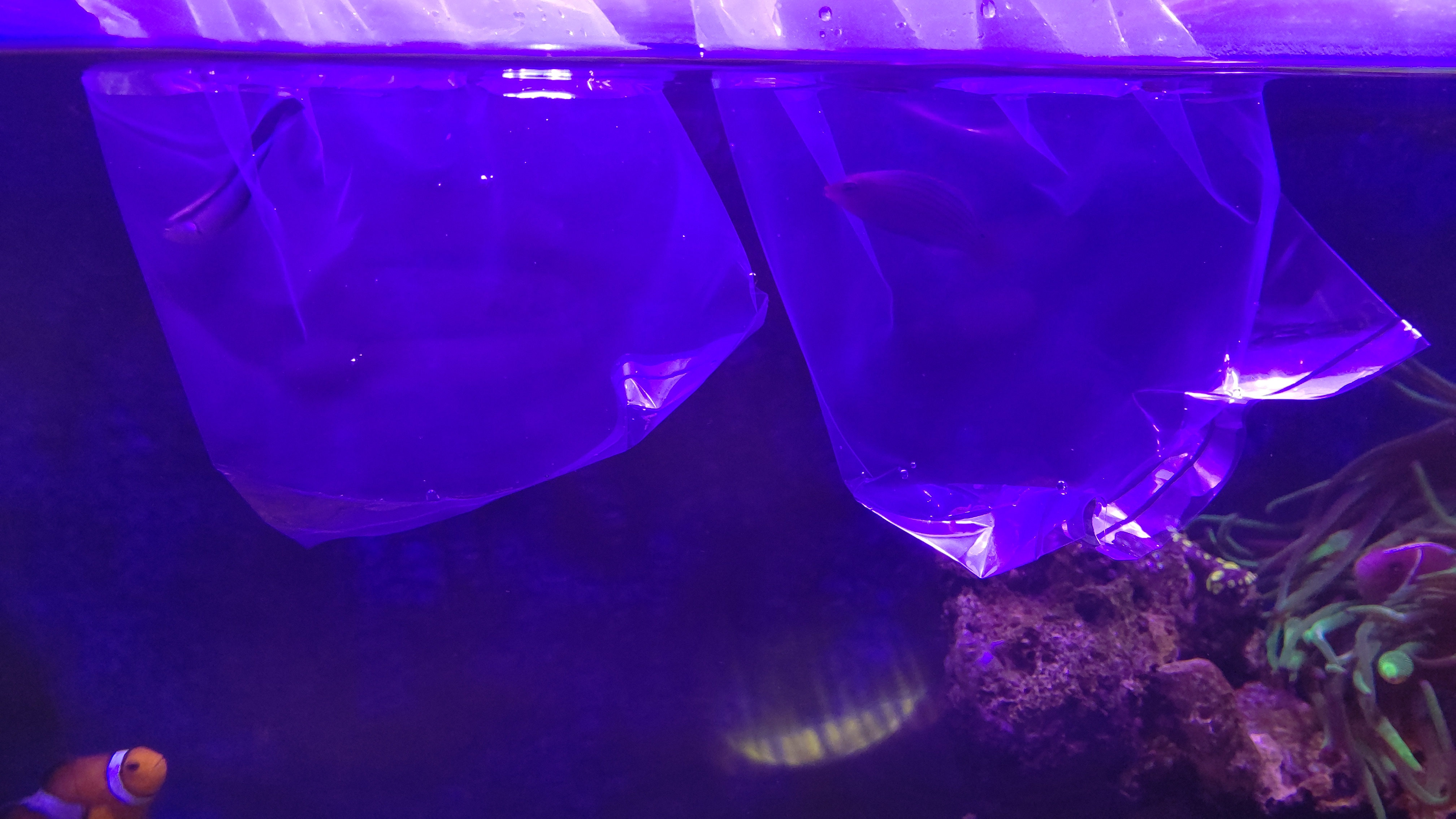 導入_ホンソメワケベラ_ニセモチノウオ