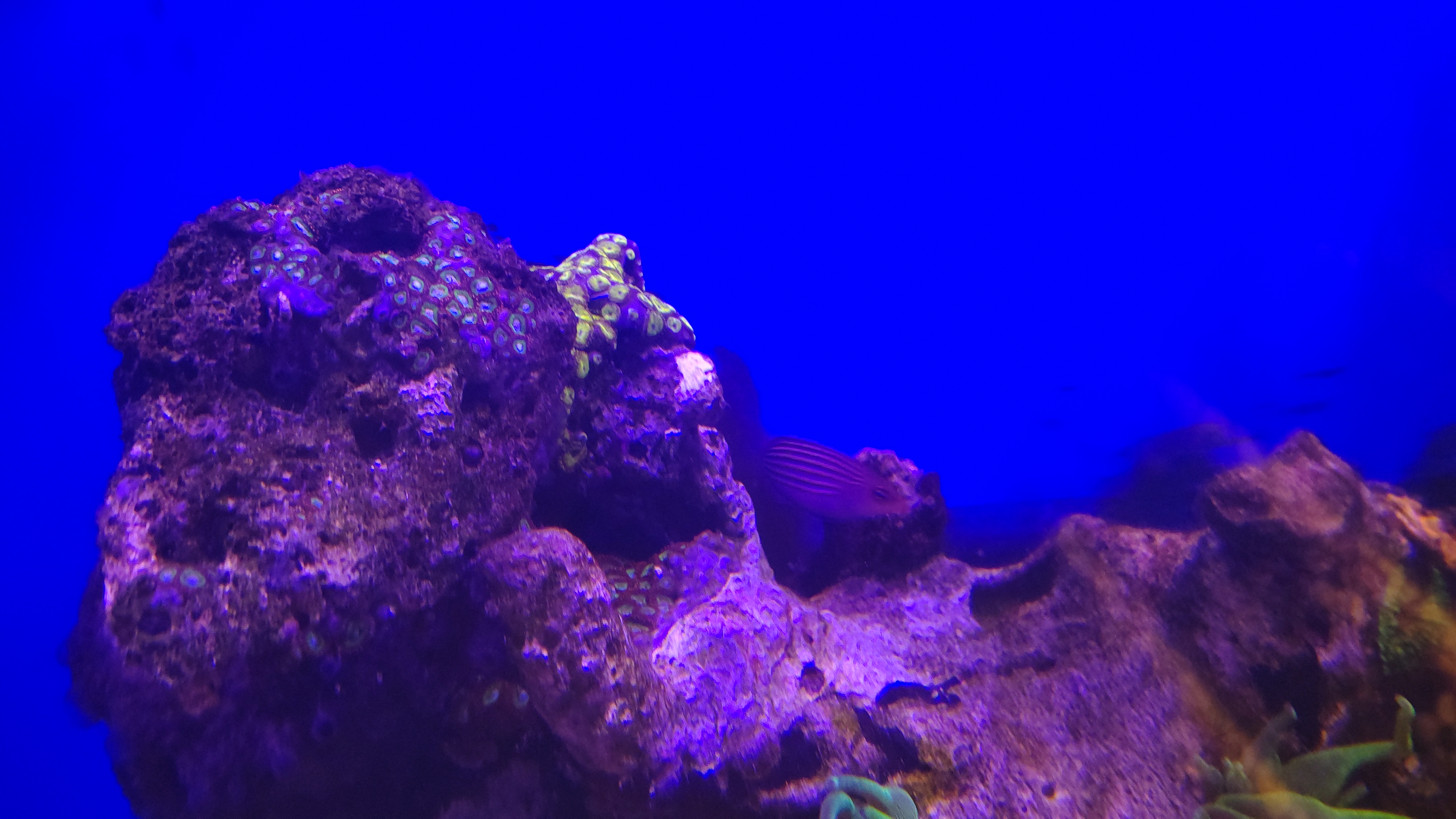 ニセモチノウオ