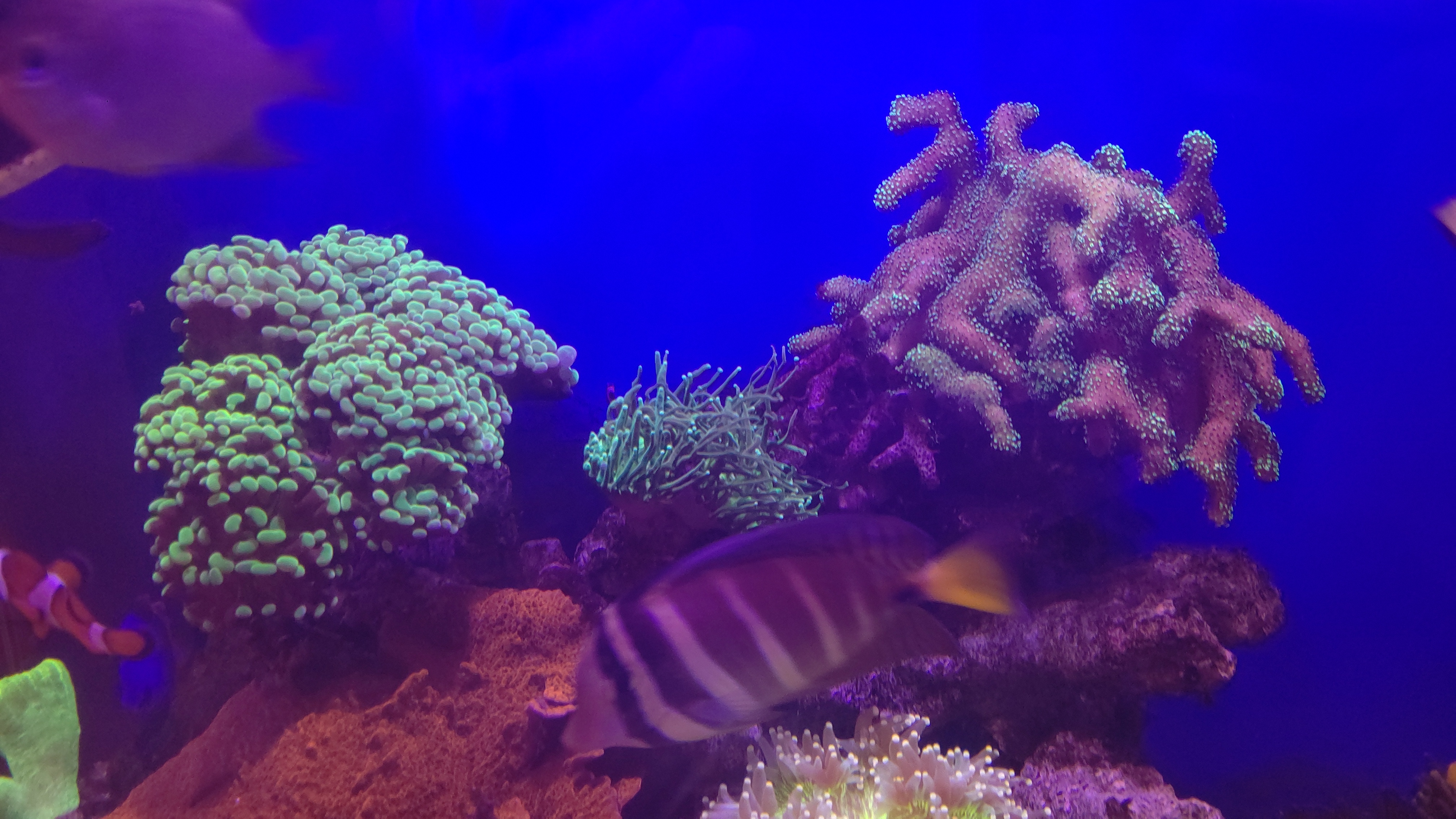 サンゴ群_左上