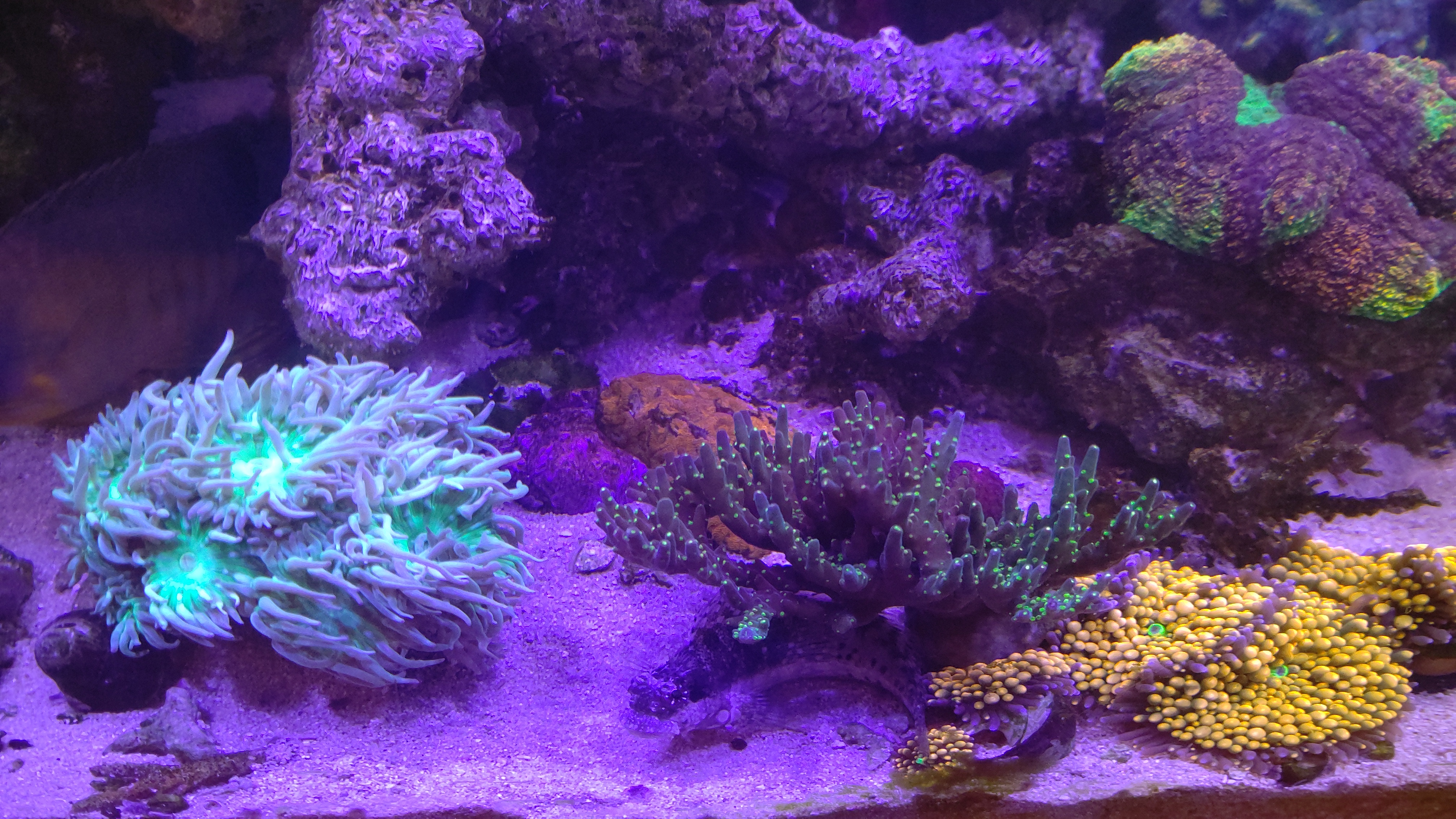 サンゴ群_中央左