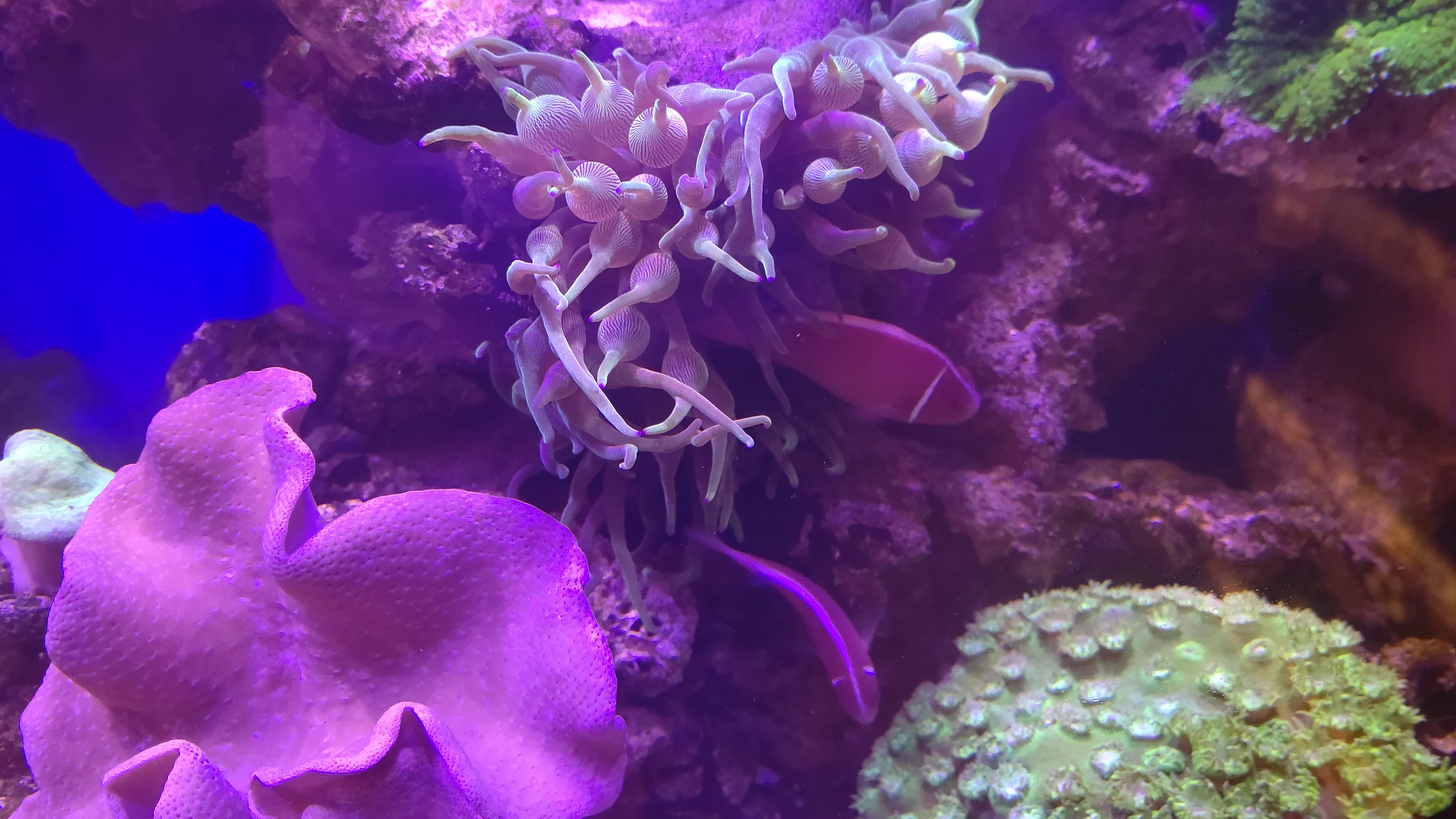 サンゴイソギン