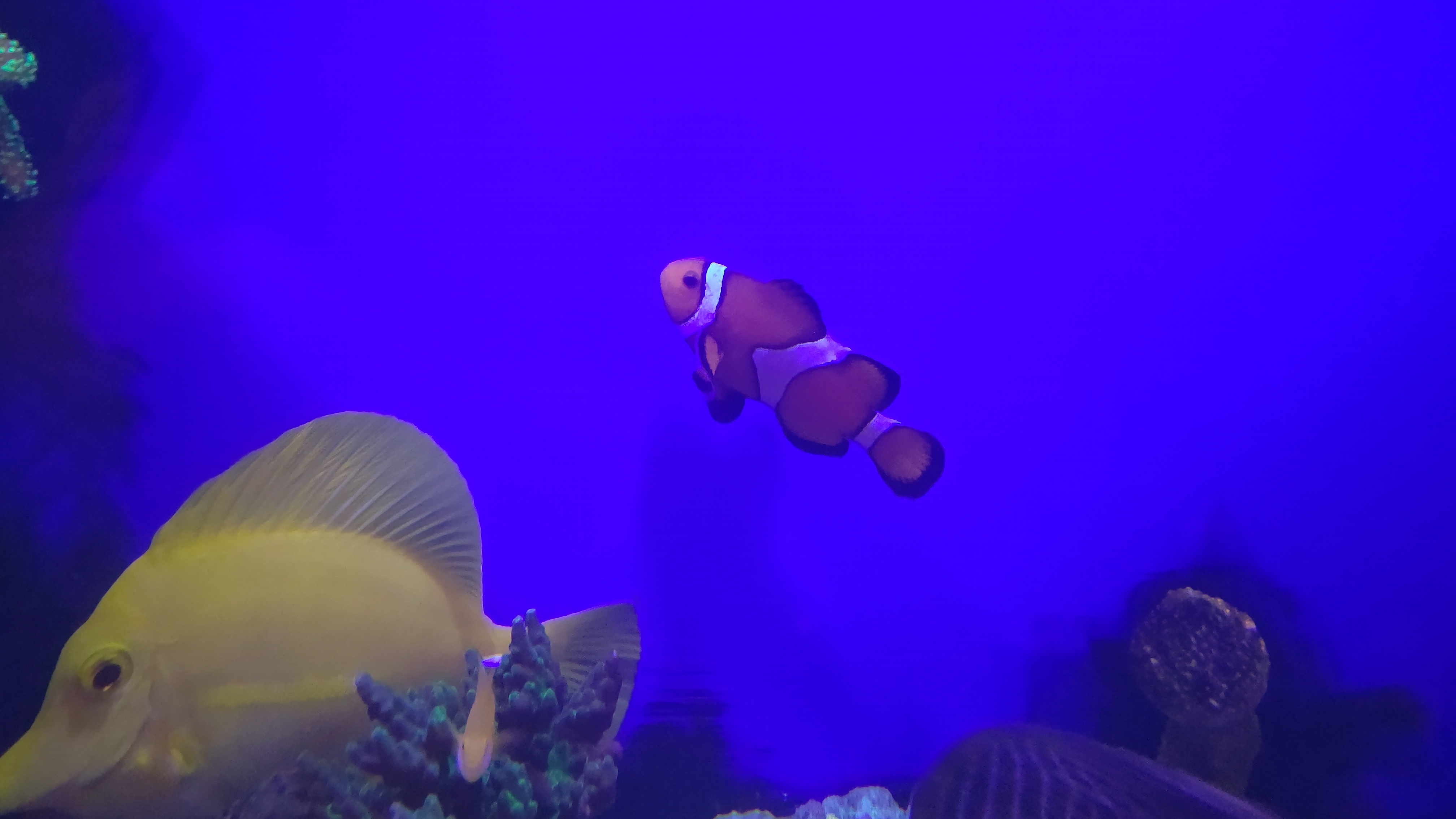 カクレクマノミ_9月