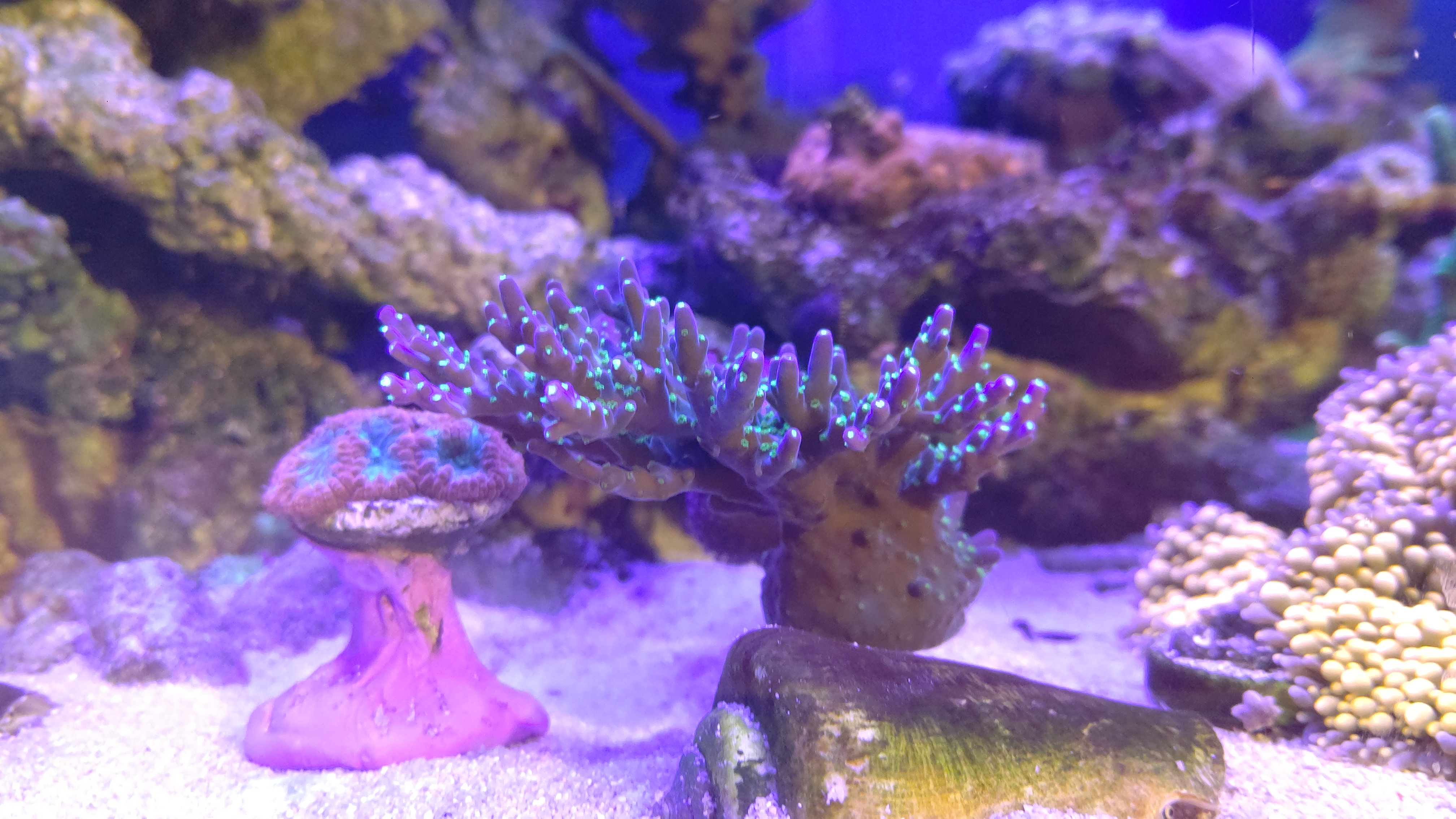 3_オオタバサンゴ_ミドリイシ