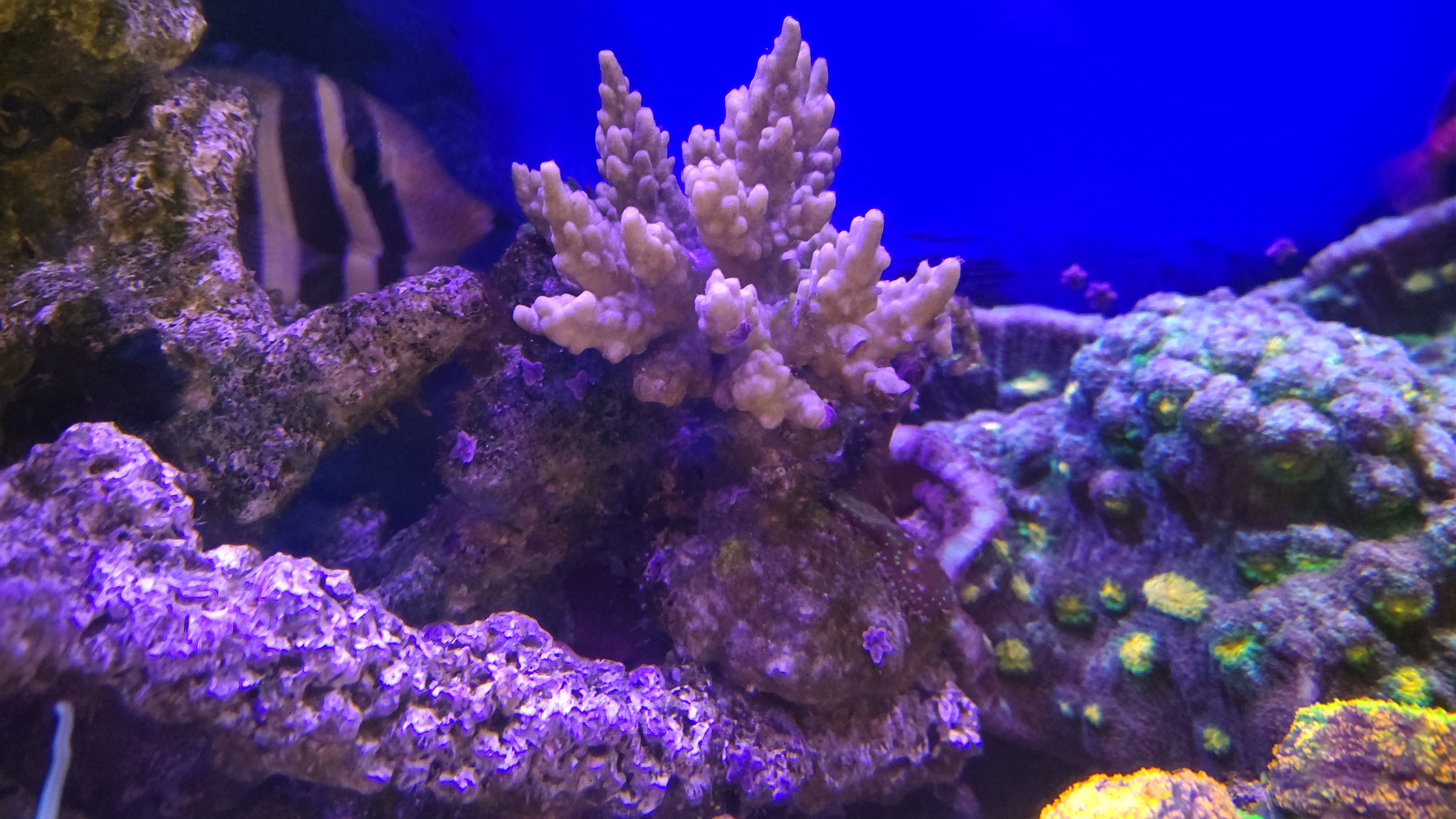 ミドリイシ_白化