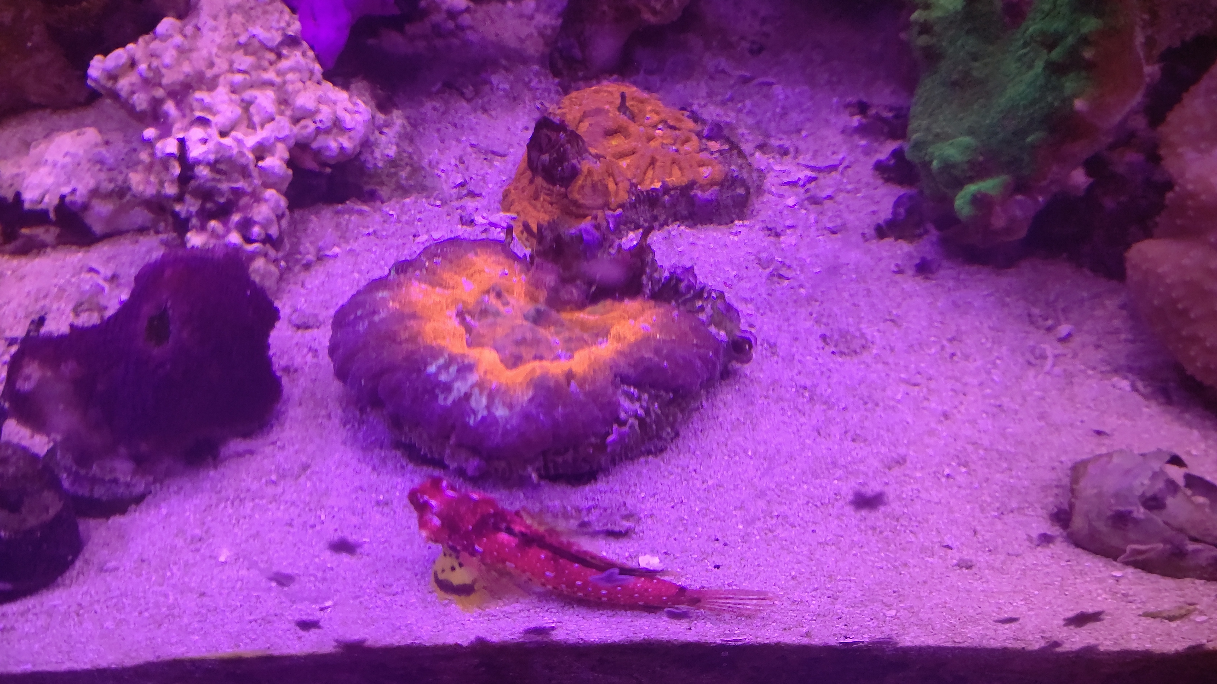 スコリミアとルビー