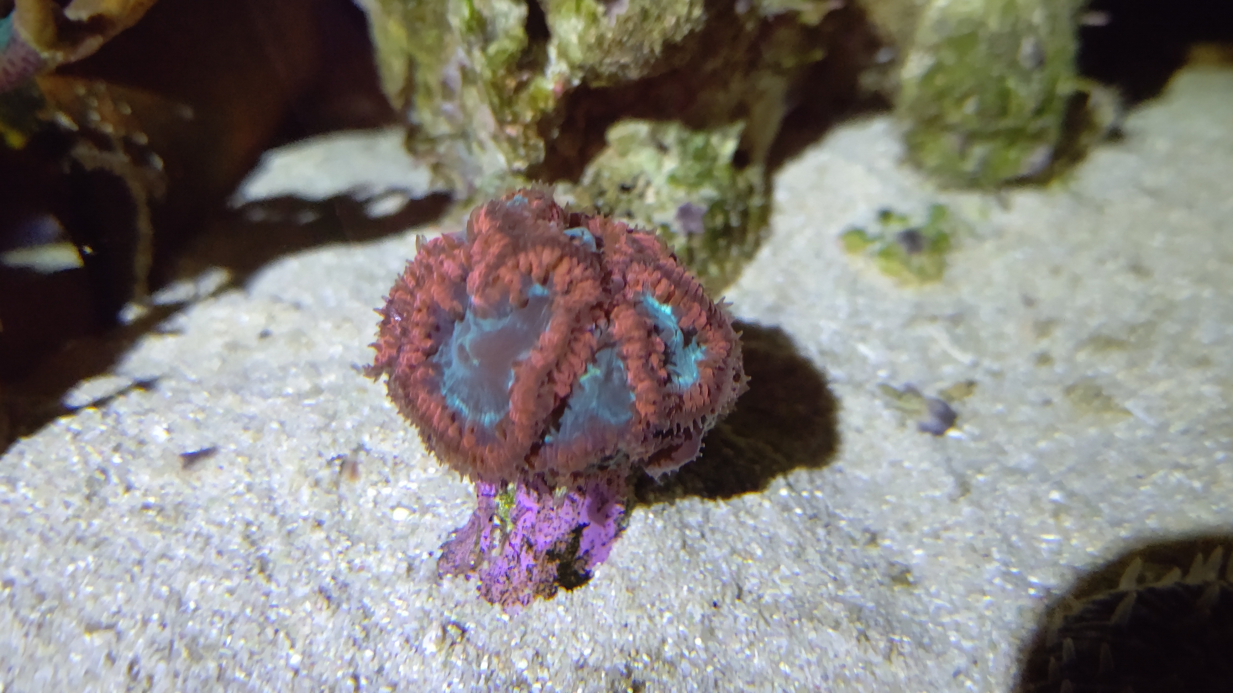 夜オオタバサンゴ