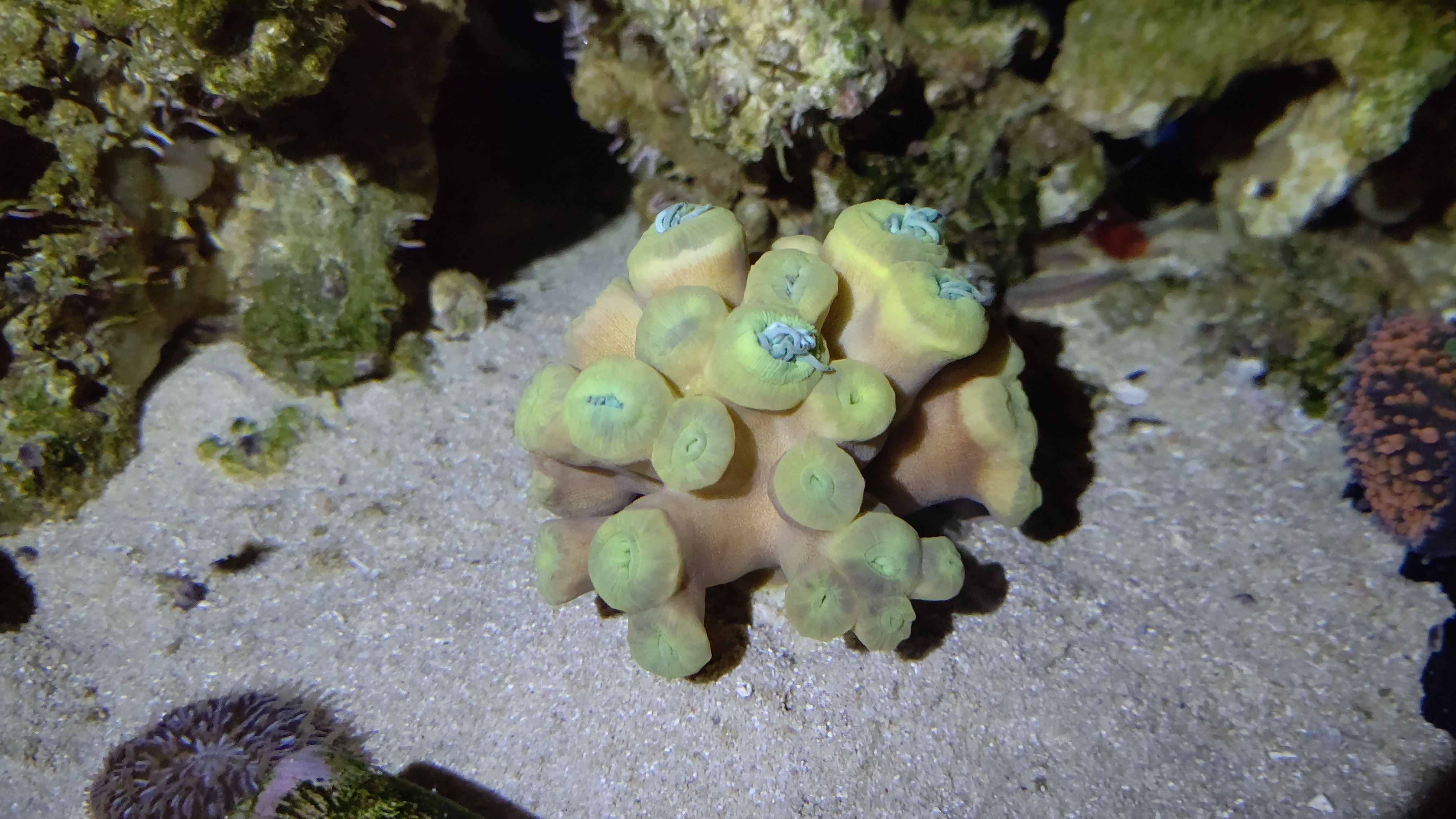 夜ウィスカーズコーラル