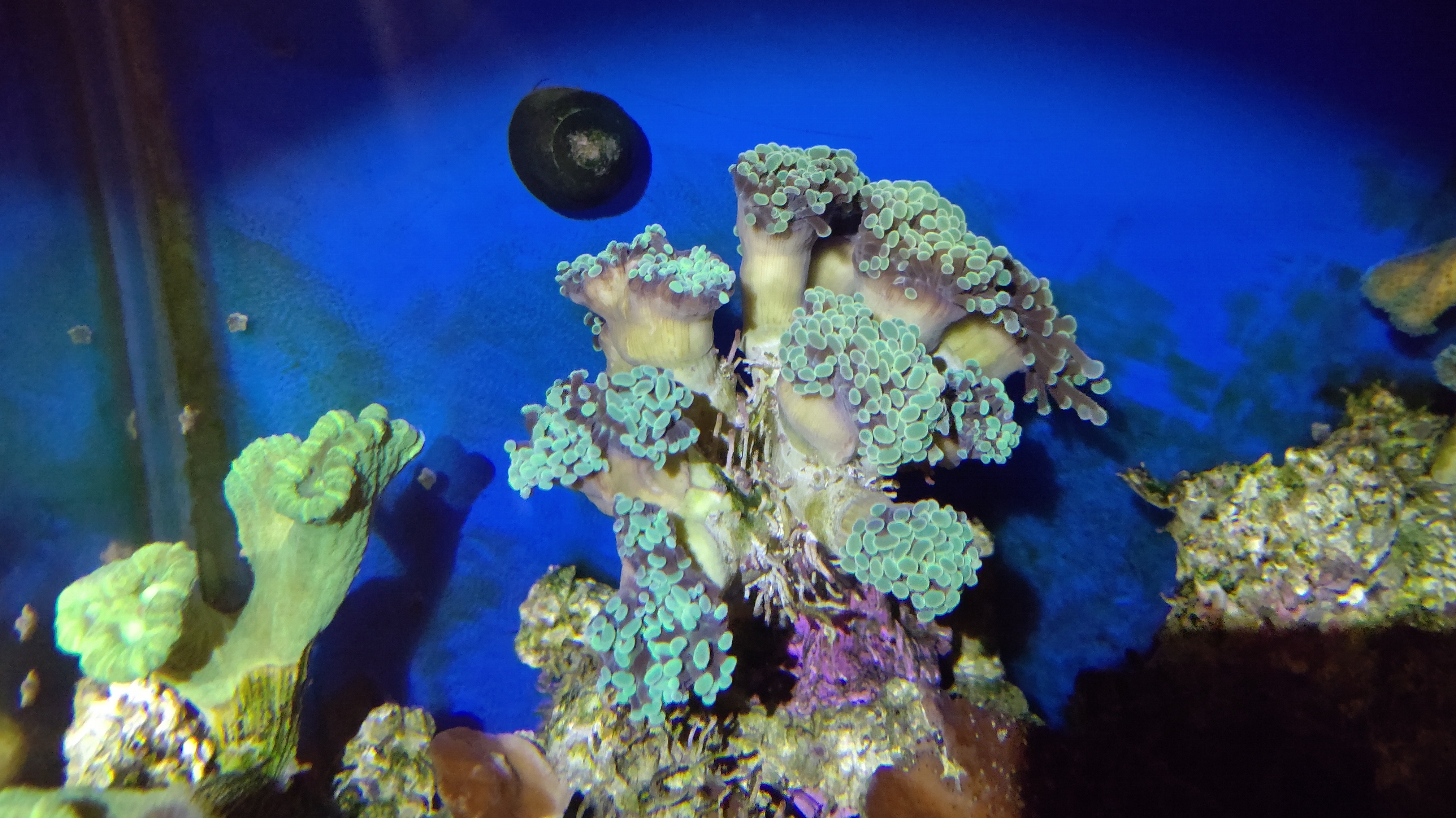 夜カンムリハナサンゴ