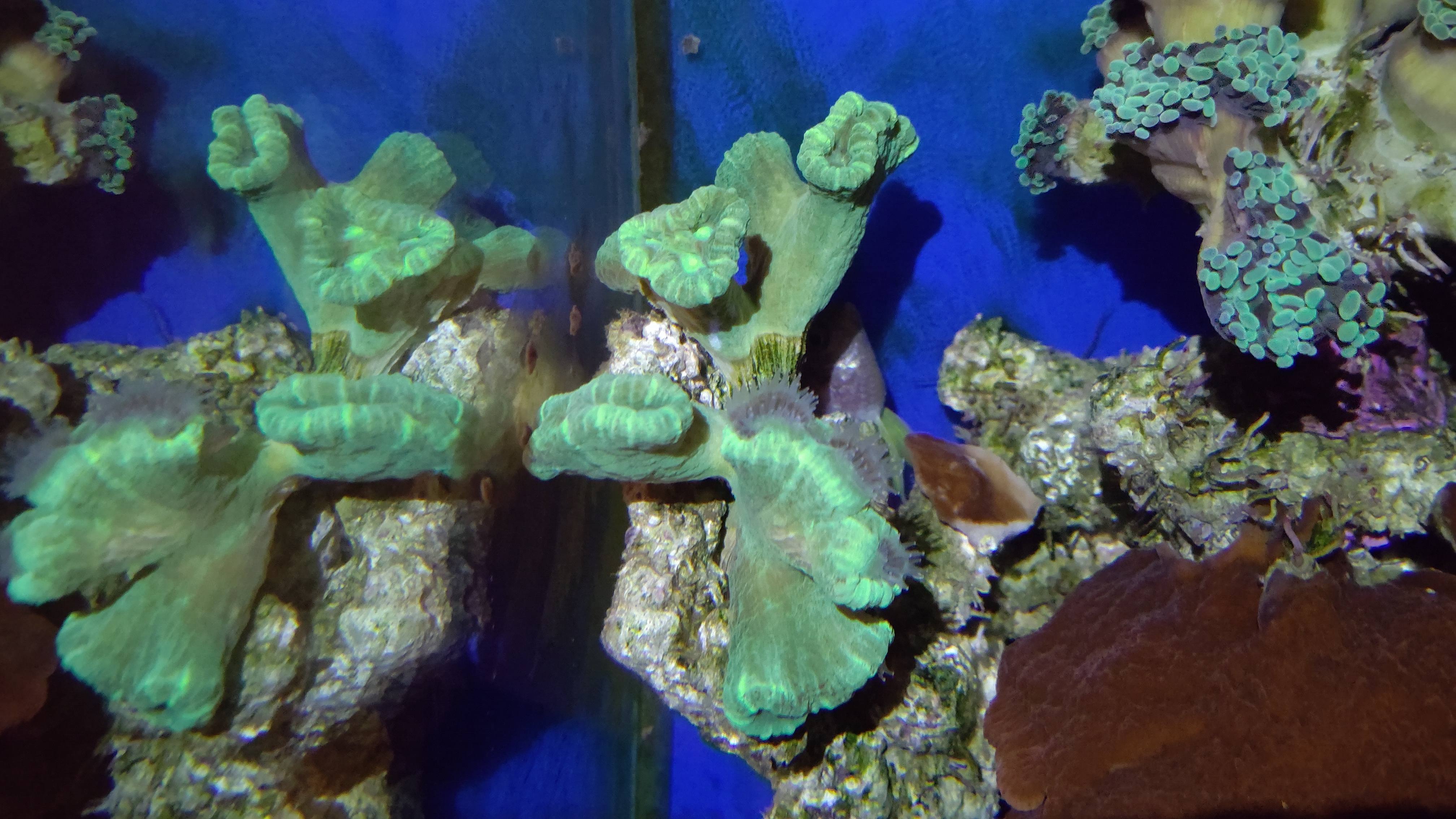 夜タバネサンゴ