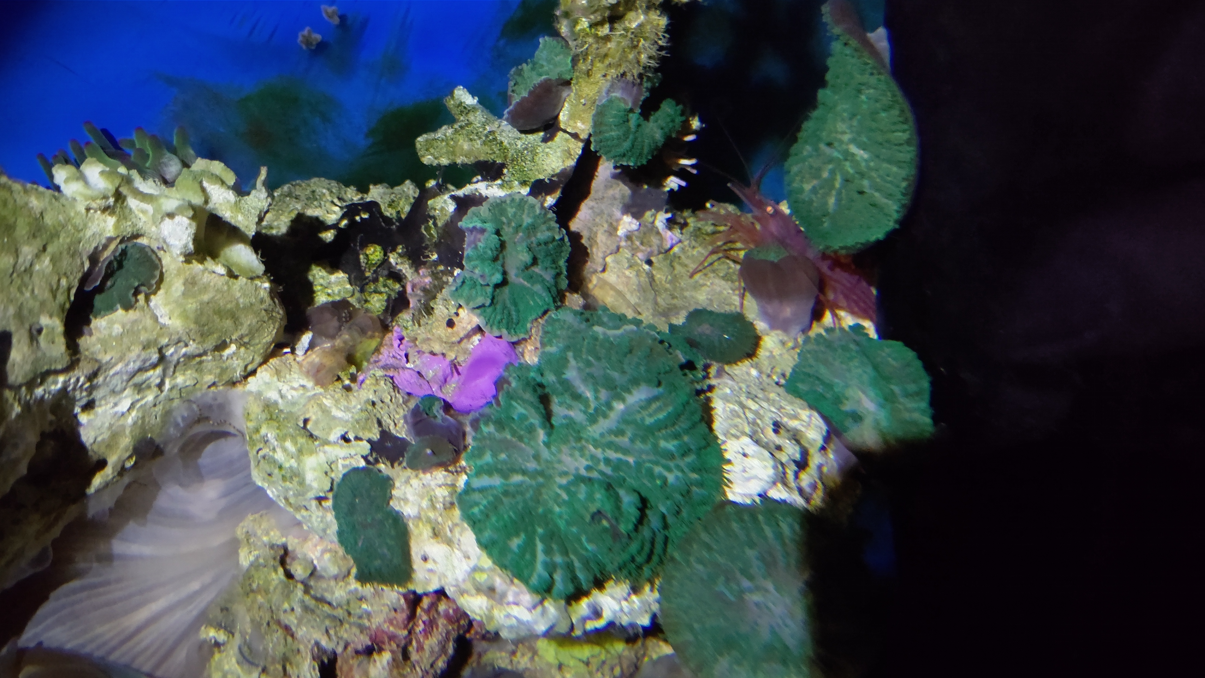 夜ペパーミントシュリンプ